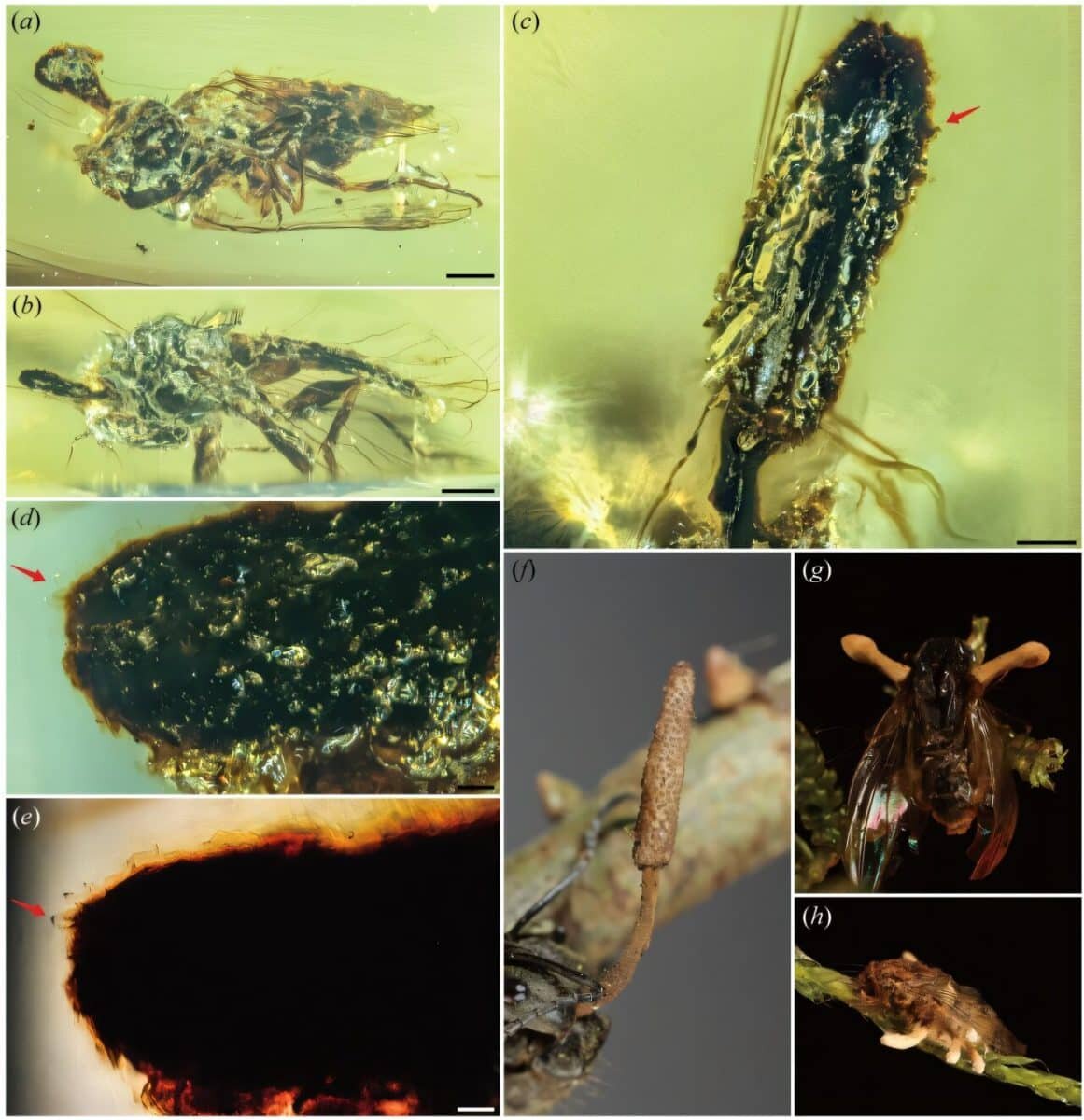   Паразитический гриб Paleoophiocordyceps ironomyiae (экземпляр NIGP203272), обнаруженный в бирманском янтаре возрастом около 99 миллионов лет, в сравнении с современными представителями рода Ophiocordyceps. На изображениях a–e представлены микрофотографии окаменелого гриба, прорастающего из тела древней мухи семейства Ironomyiidae. Красные стрелки указывают на плодовое тело (строму) и спороносные структуры. На изображениях f–h представлены современные образцы грибов Ophiocordyceps, паразитирующих на мухах и других насекомых. / © Proceedings of the Royal Society B: Biological Sciences (2025).