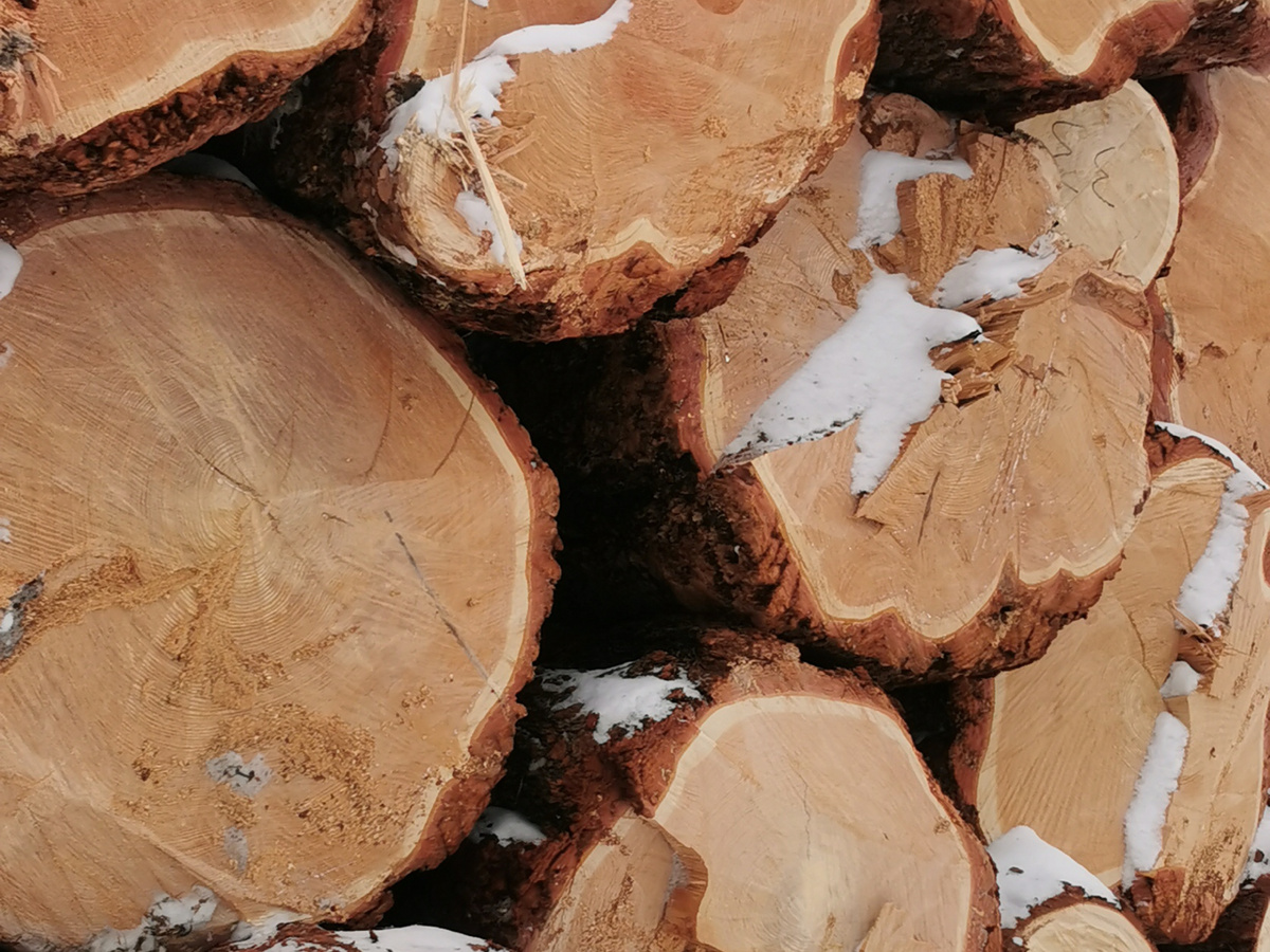 Лественницу можно отличить от сосны и ели по более темному цвету и сильному запаху смолы