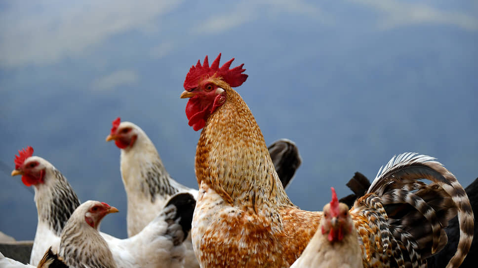 Фото: Александр Казаков / Коммерсантъ