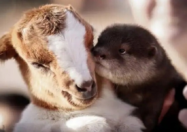 Выдра дружит с козлёнком.