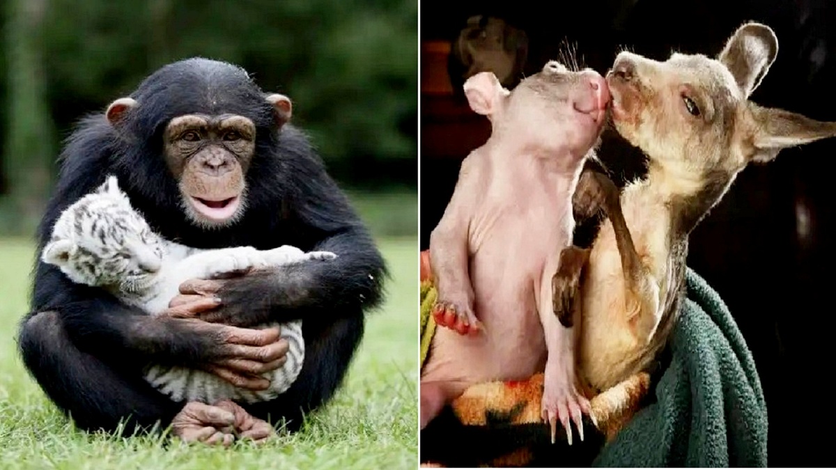 30 доказательств того, что у животных есть сердце, и это поражает.