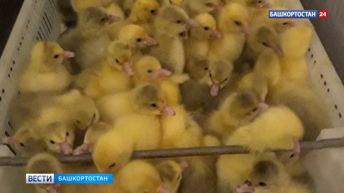    Башкирия экспортировала в страны Таможенного союза почти 140 тысяч голов молодняка птицы