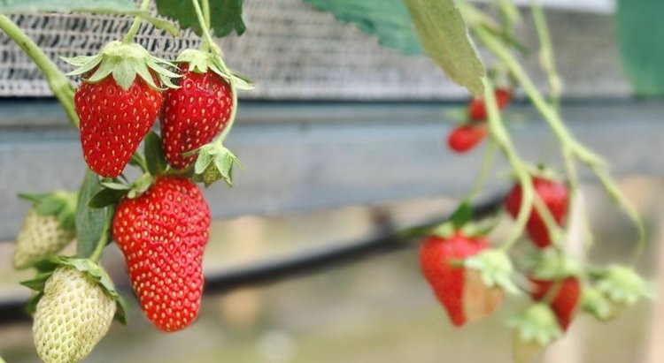    Фото: Министерство сельского хозяйства и торговли Сахалинской области