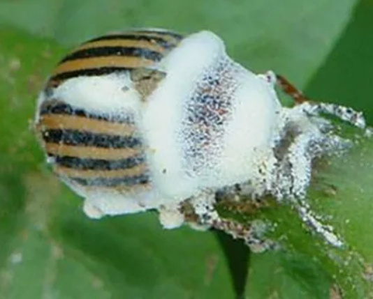 Добавьте описание