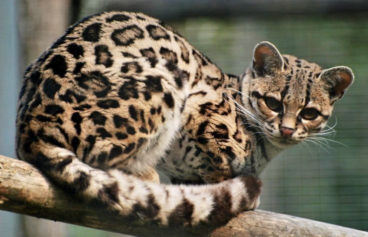 Маргай на дереве