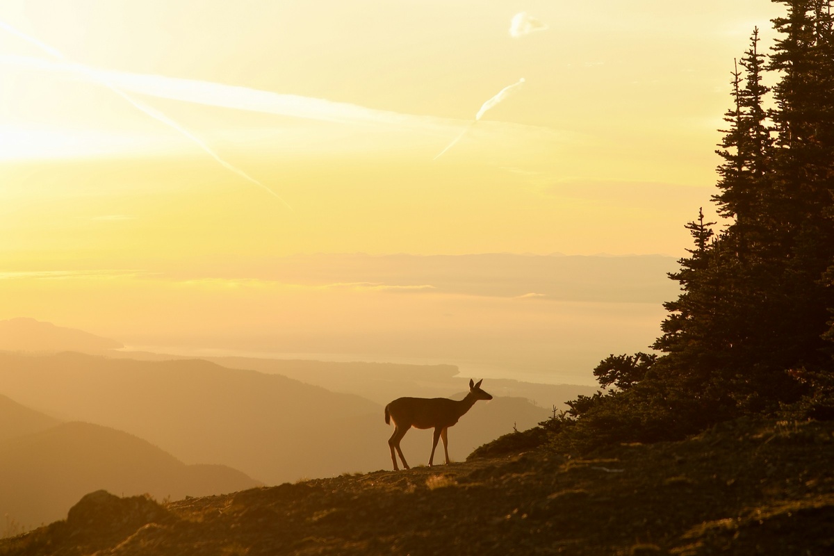 Фото с бесплатного фотостока https://unsplash.com, автор Emma Swoboda