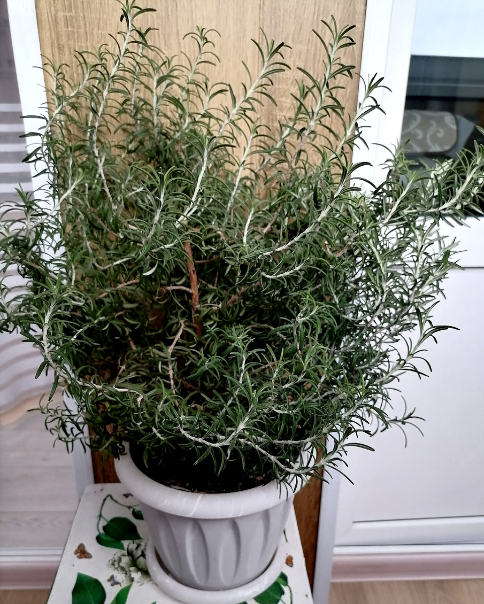 Высота около60см.