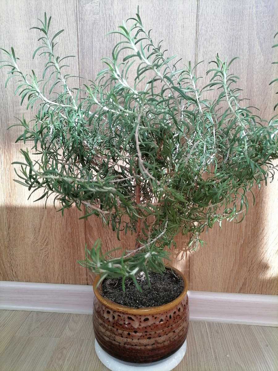 Немножко поредел.