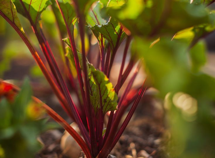 Свёкла в июле: как и чем подкормить, чтобы выросла сладкой и сочной