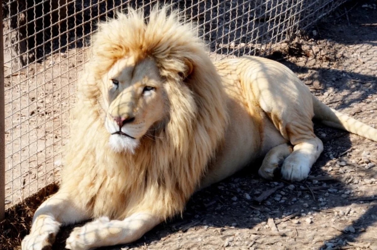    Львиная доля.