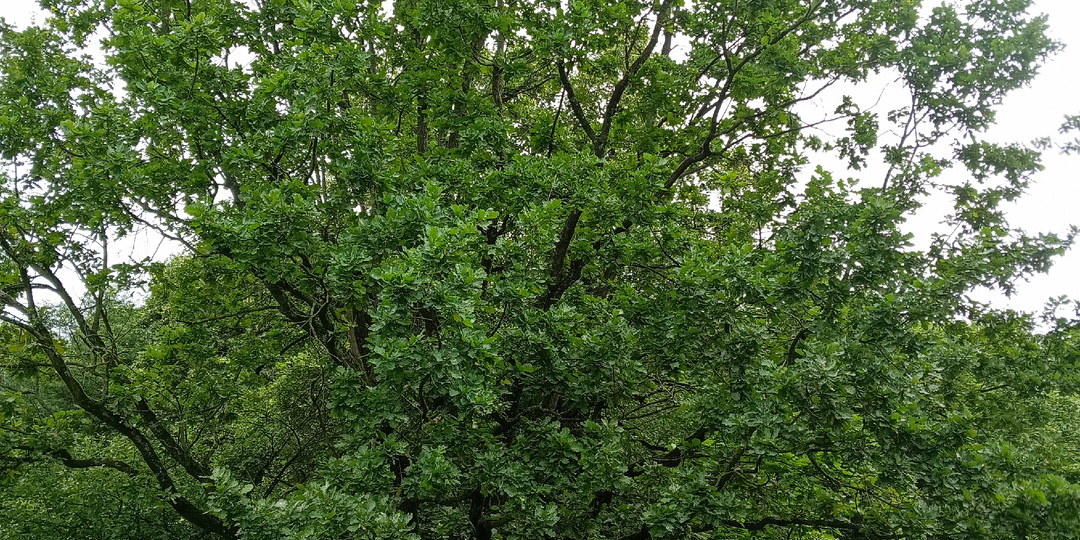 Дуб, дерево благополучия