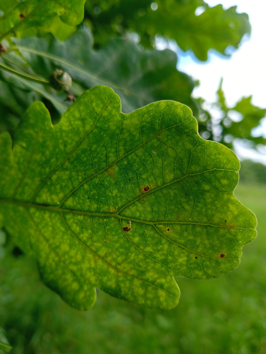 Лист дуба 