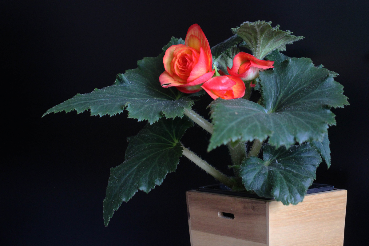 Бегония Санглоу. Фото автора.