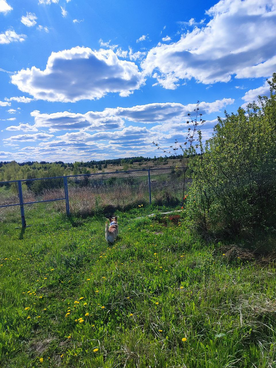 Затравочная фотка с летом и собачкой