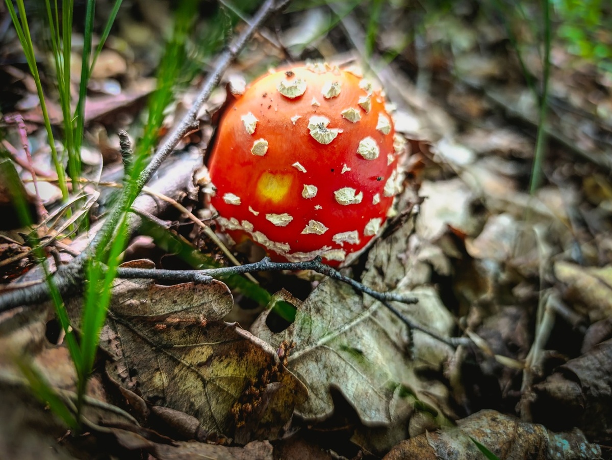    Массовое отравление грибами произошло в Липецке вк Грибы и грибники Липецкой области