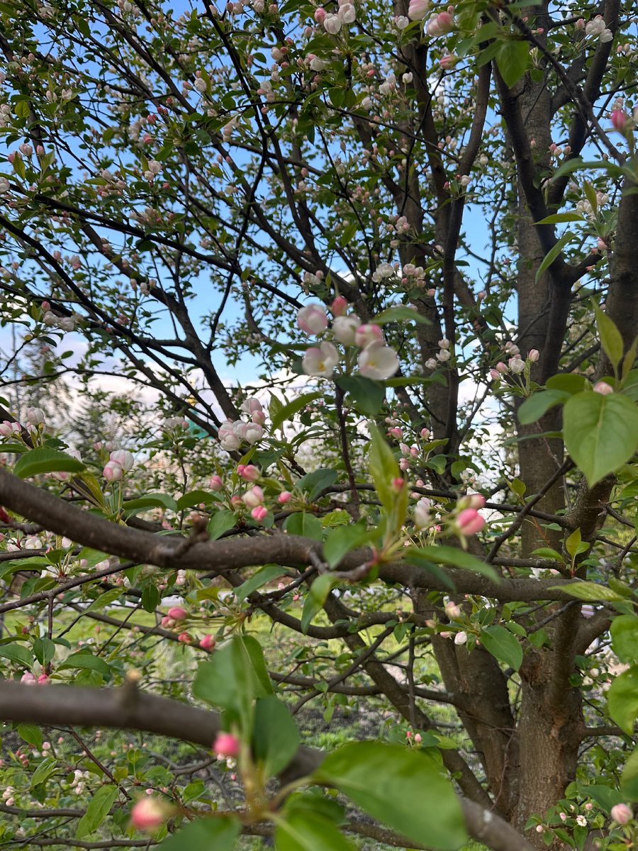 Яблоня в Ярославле 