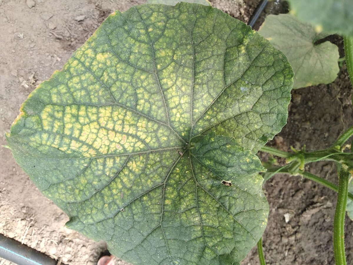 Фото из интернета