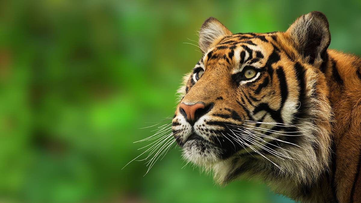    Фото: Shutterstock