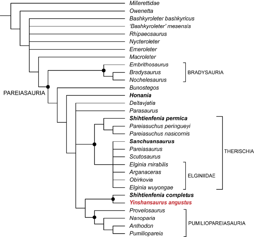 Филогенетическое положение йиншанозавра