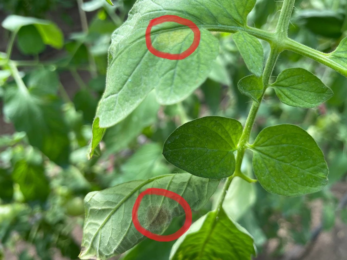 Кладоспориоз на верхней и нижней сторонах листа. Фото автора