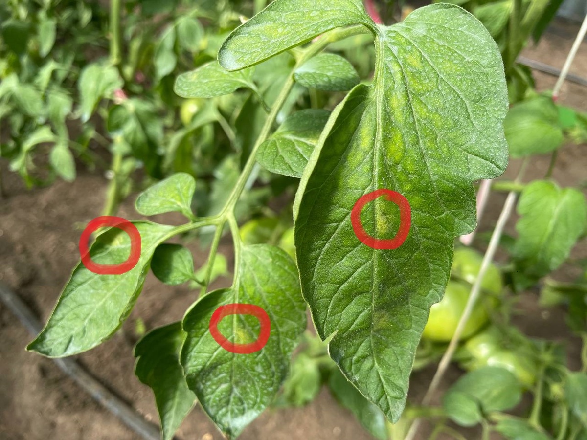 Кладоспориоз на томатах нужно отличать от дефицита магния. Коасным цветом обозначен кладоспориоз, сверху – недостаток магния. Фото автора 