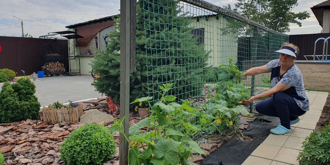 Лучший способ растянуть плодоношение огурцов до осени - поздний посев огурцов