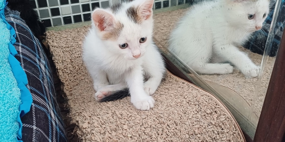 Едва не затаскали дети