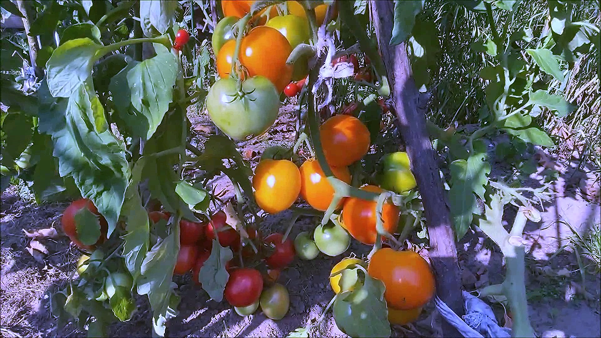 Календарь садовода-огородника с  04 - 09 июля 2025