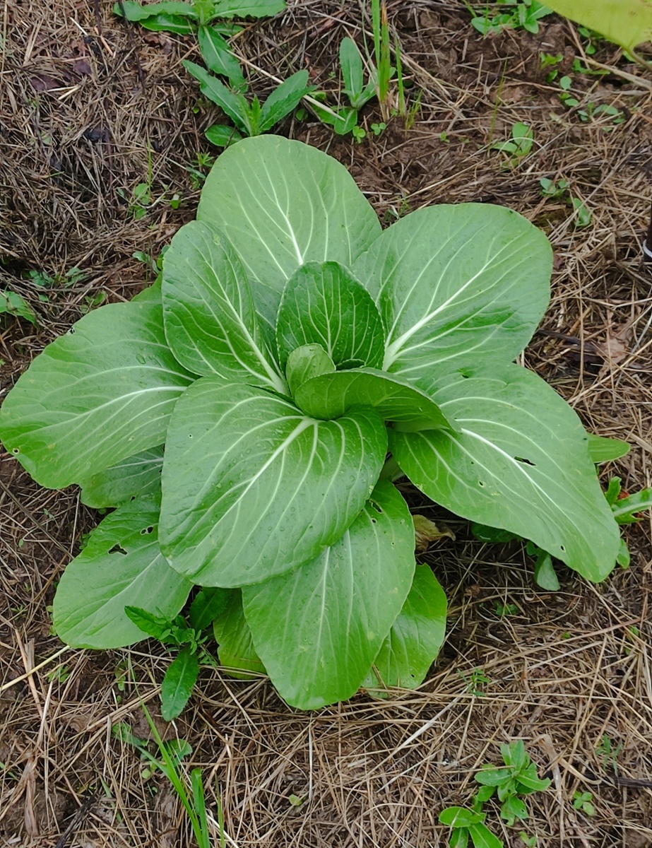 или он позеленел от злости на нас, что мы его пересадили на 24 сотки?