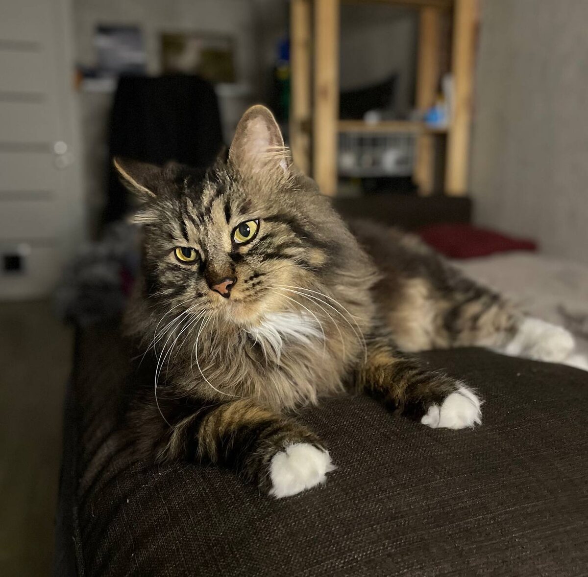 Прекрасный Шико, который со мной, наконец, поиграл в кусачки.)) И довоооолен.))