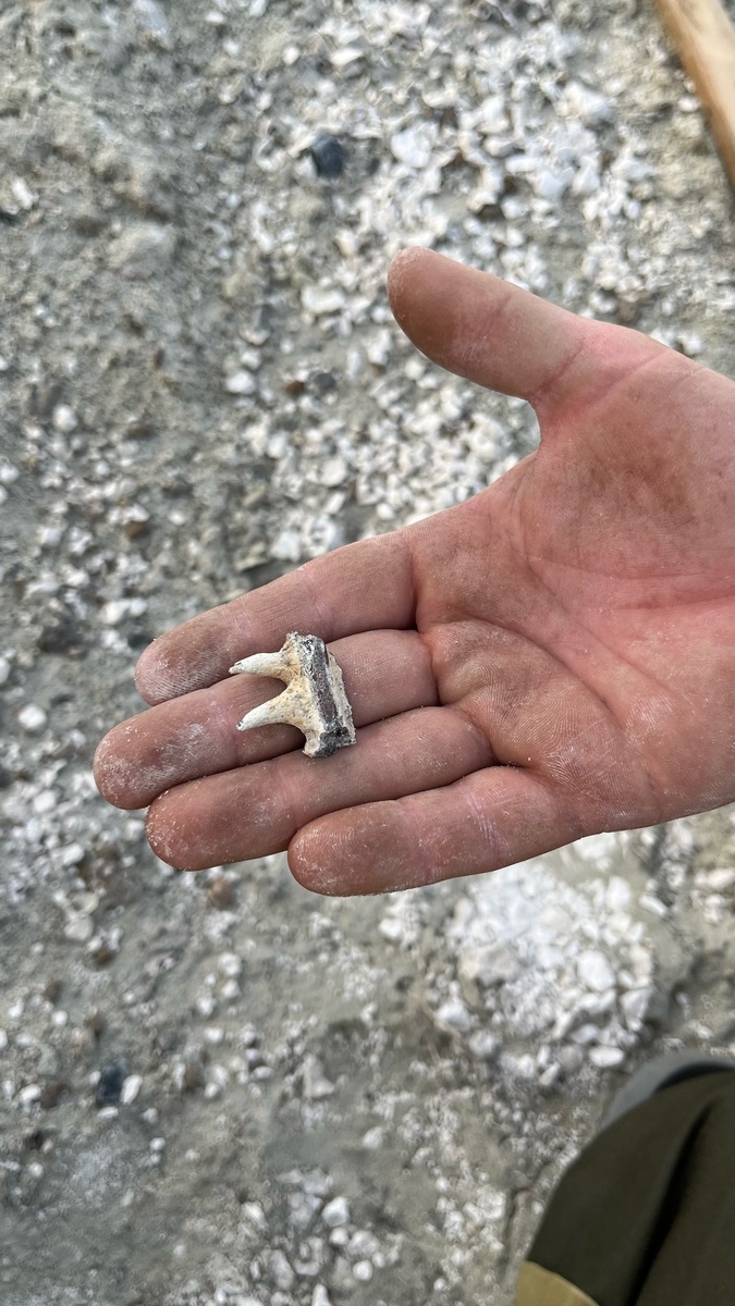 Фото: Курское Палеонтологическое Сообщество