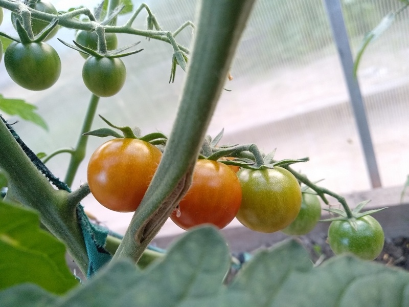 Созревающая кисть томатов «Медовые». Июнь 2025 г. Подмосковье (юго-восток)