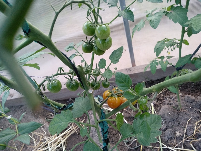 Кисти с черри «Медовые» в теплице