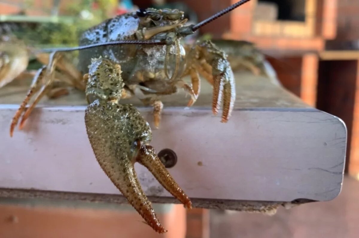    Специалисты выяснят, больны ли тверские раки чумой