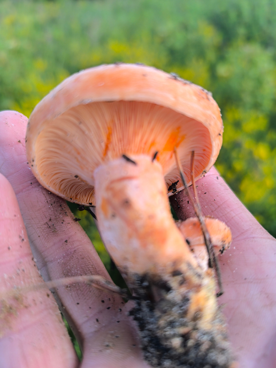 На удивление этот гриб Рыжик мы нашли 30 июня 2025 года.