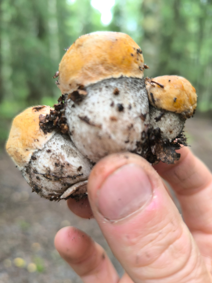 Семейка подосиновиков