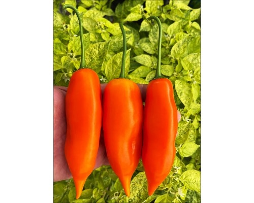 Фото с сайта pepperseeds.ru