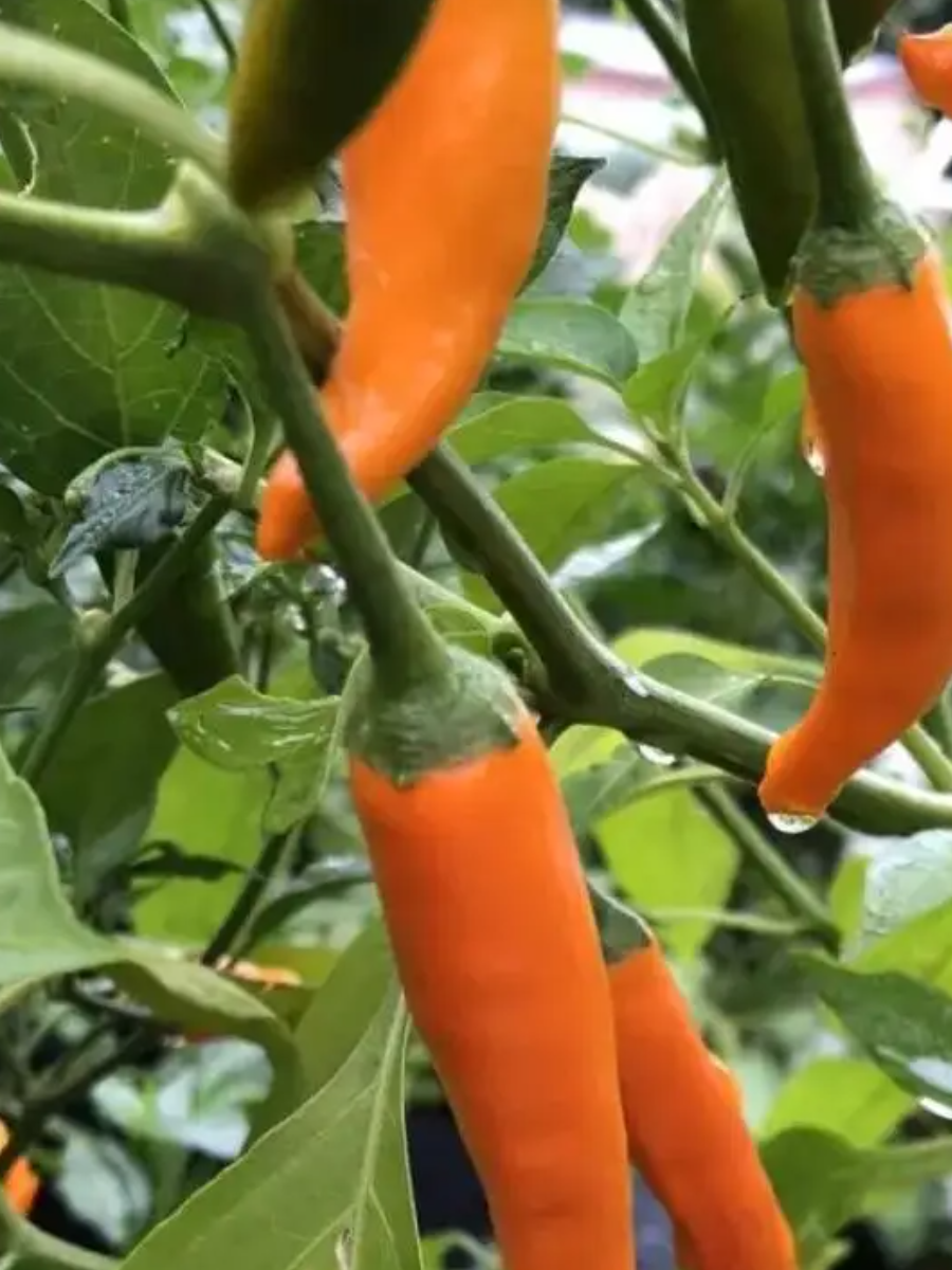 Острый перец Aji Amarillo