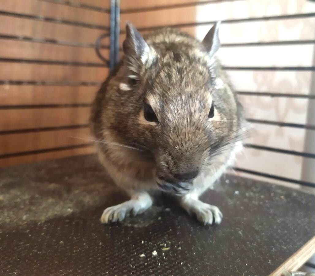 Чилийская белка