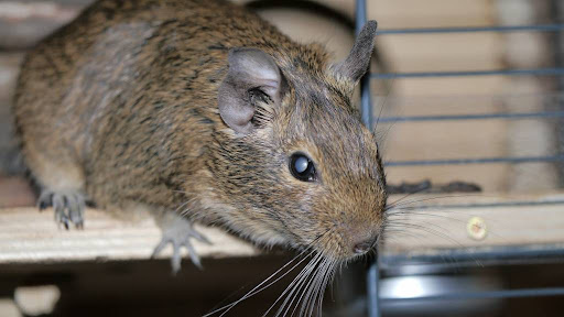 Катаракта у дегу