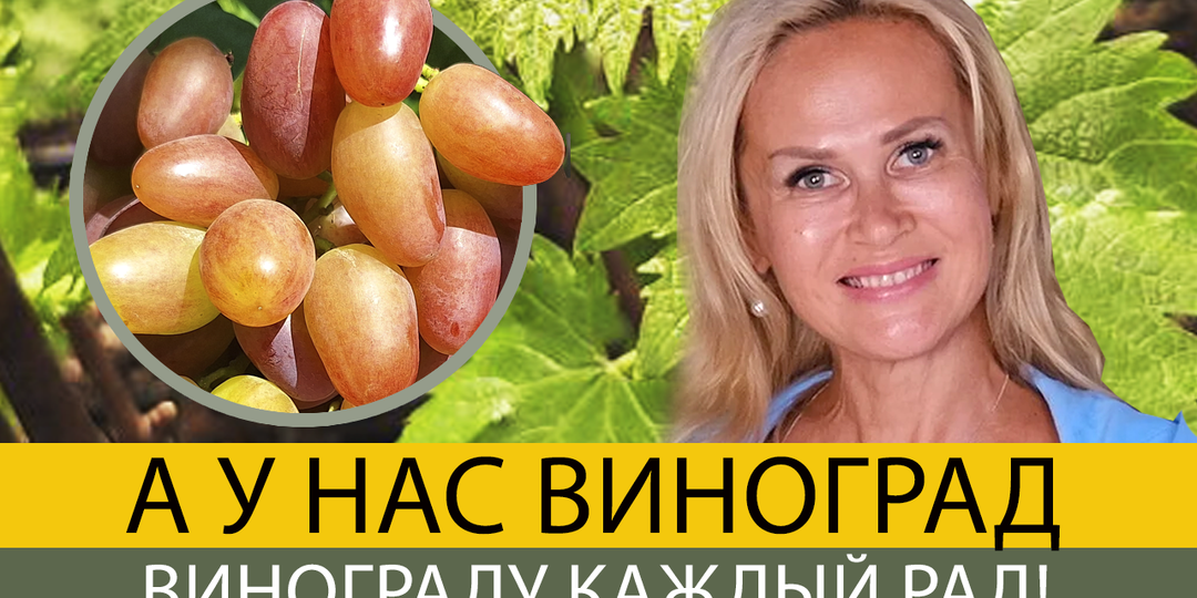 Виноград на даче