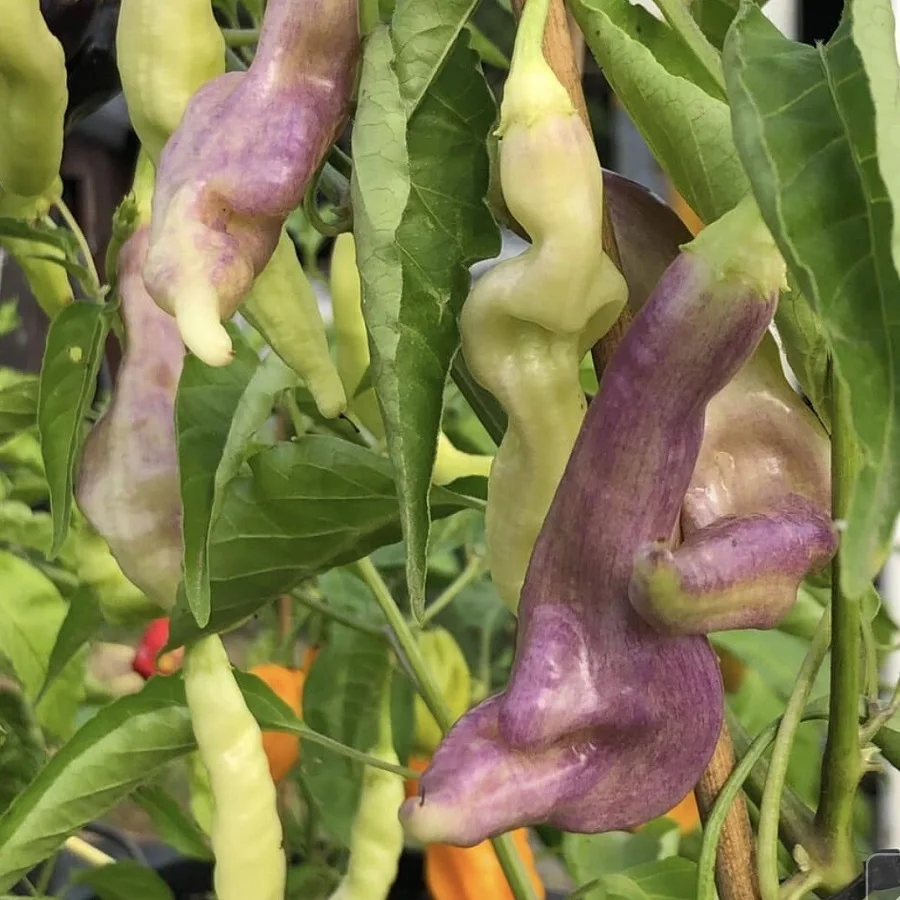 Острый перец с антоциановым загаром.