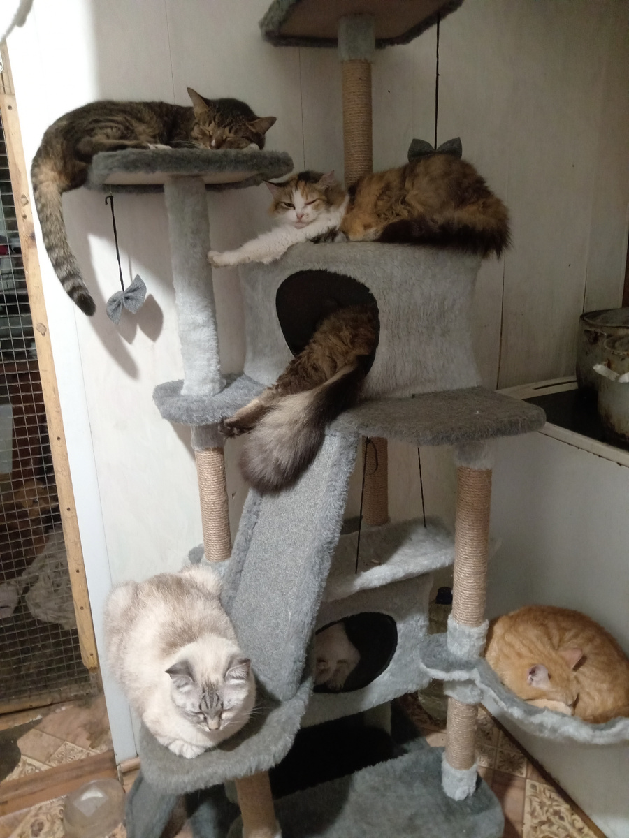 Сытый кот-довольный кот