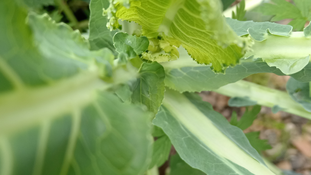 Головка не завязалась