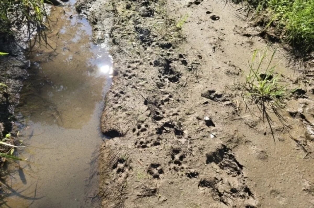    В Челябинской области туристка застала «аквапарк» в «Зюраткуле» и медведя
