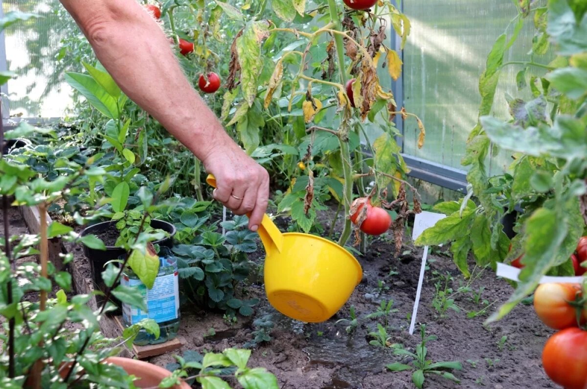    Садовод Ганичкина: затяжные дожди тормозят рост томатов, перцев и огурцов