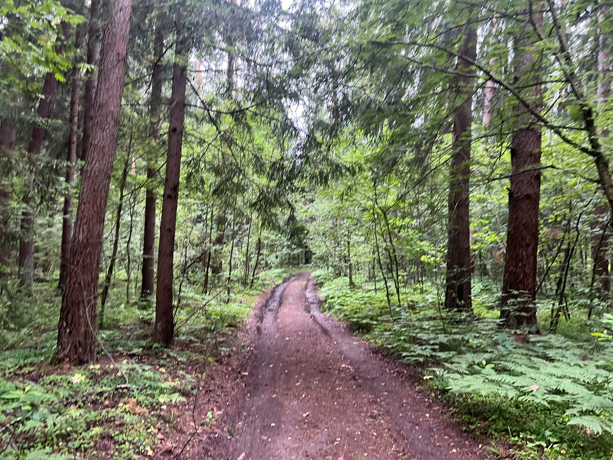 Лес совсем пригородный, можно на машине вьехать, но сегодня иду пешком.