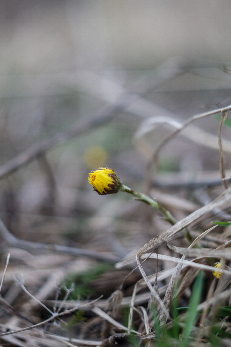 Мать-и-мачеха (авторство Андрей Батуркин. Снято на Sony Nex C3 + Гелиос 77М-4)