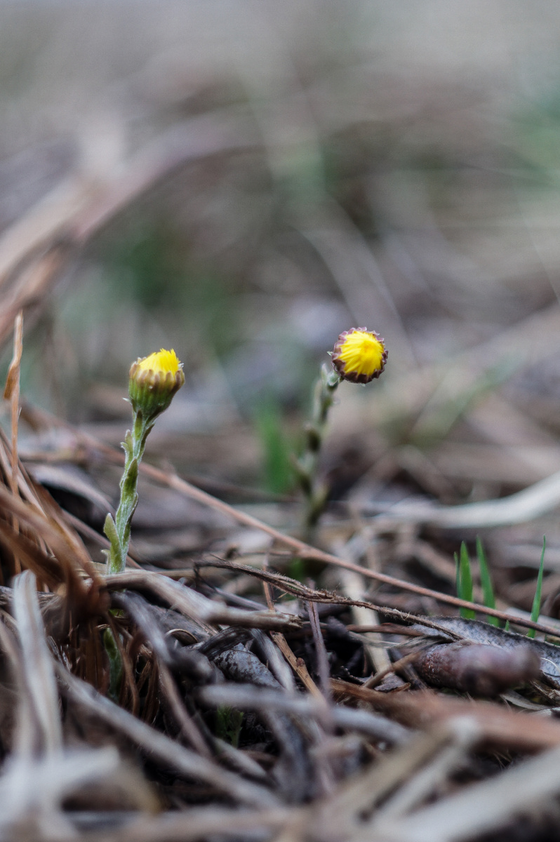 Мать-и-мачеха (авторство Андрей Батуркин. Снято на Sony Nex C3 + Гелиос 77М-4)
