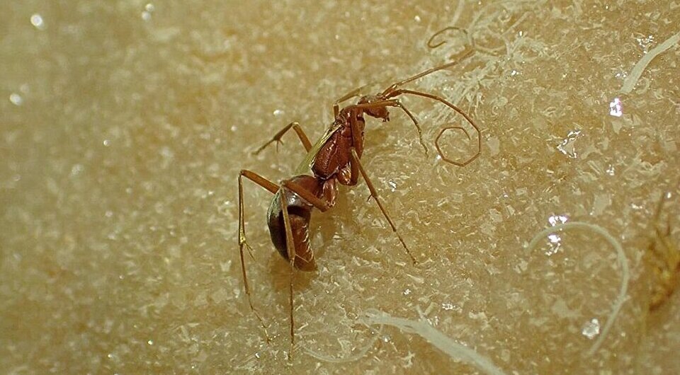   Jess Marsh / University of Adelaide